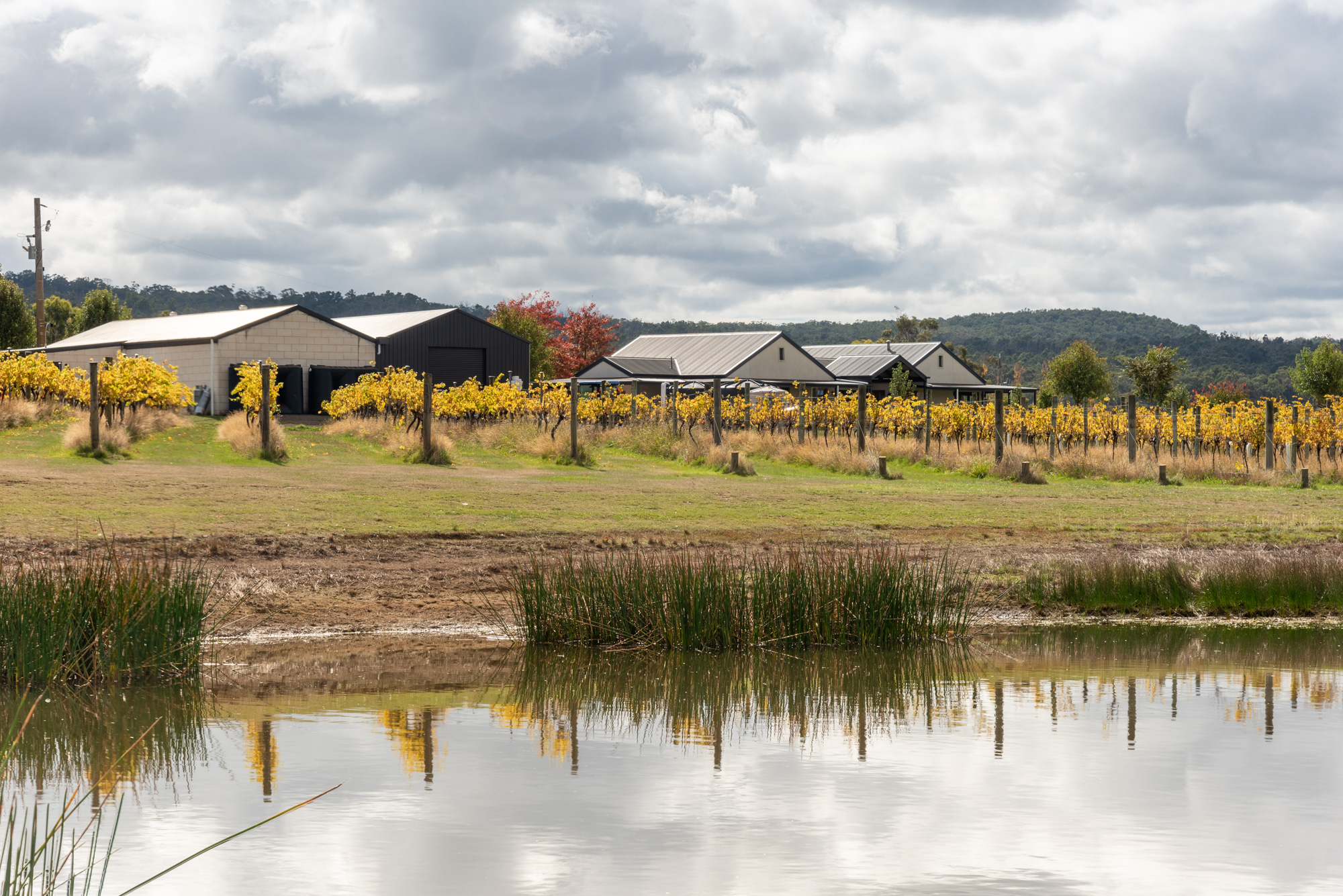 Vineyard shot near lake 